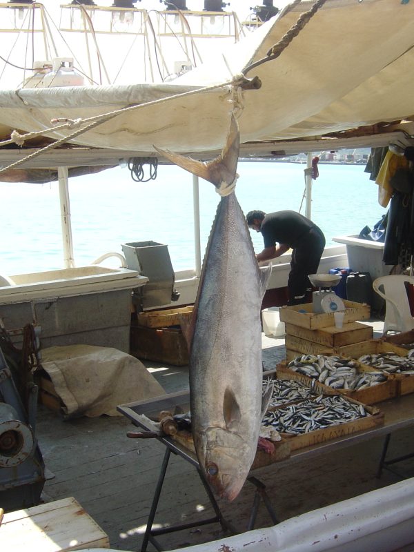 Deep Sea Fishing – Royal Big Game