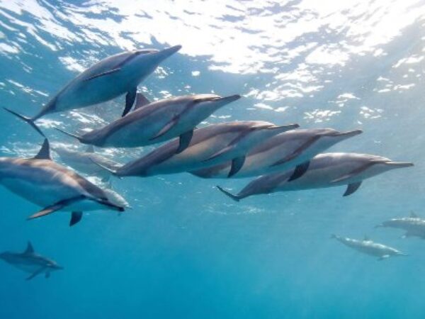 Swim with the Dolphins – La Pirogue