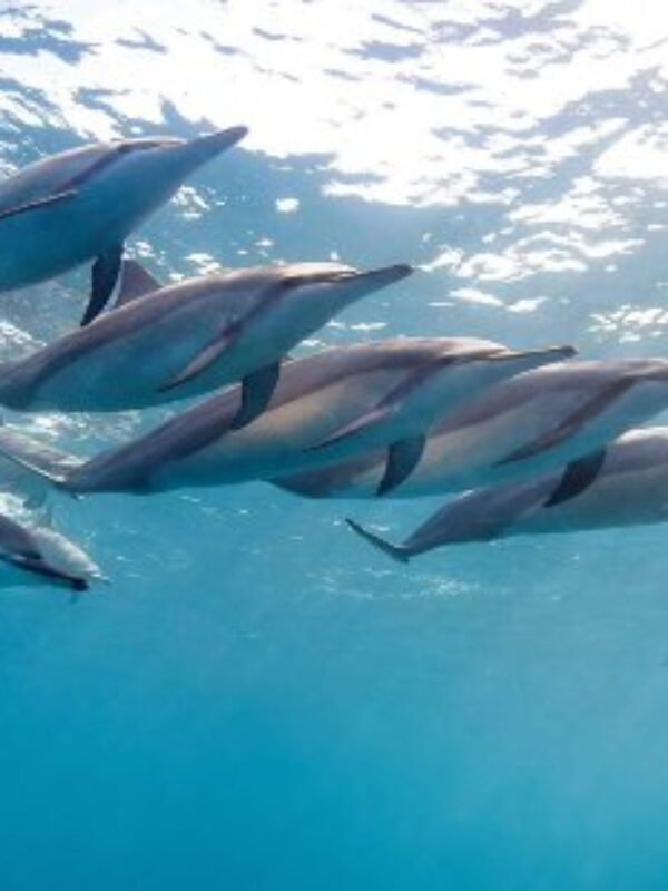 Swim with the Dolphins – La Pirogue