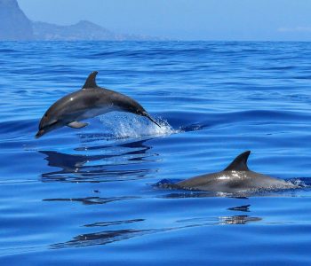 Dolphin swim Mauritius