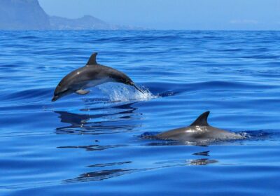 Swimming with Dolphins in Mauritius: What to Expect