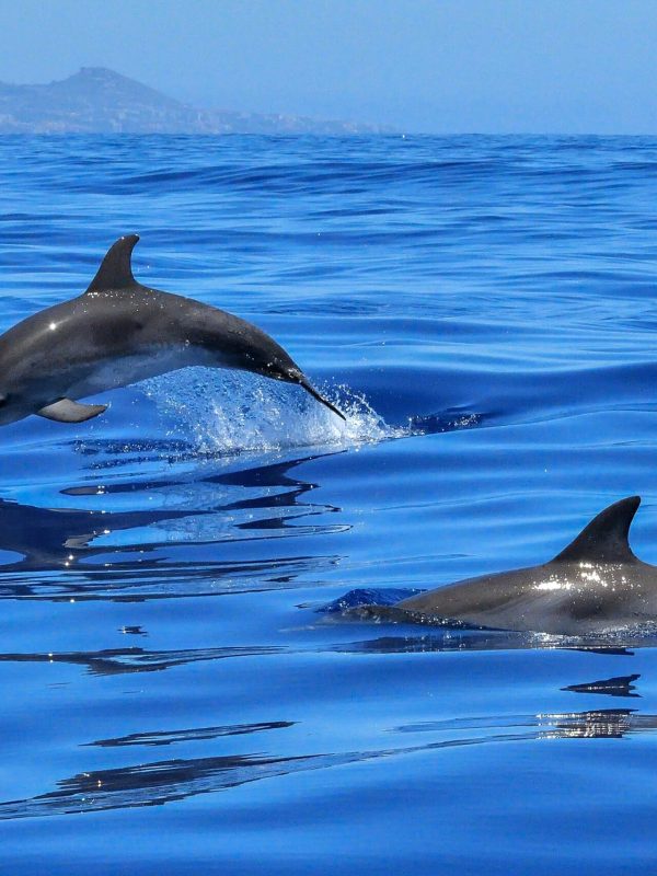 Swim with the Dolphins – La Pirogue