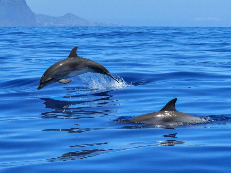 Swim with the Dolphins – La Pirogue