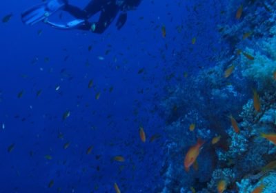 Best Diving Sites in Mauritius: Where to Dive and When