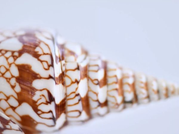 World of Seashells Museum