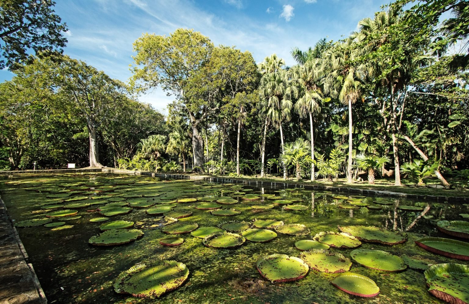 SSR Botanical Garden – Pamplemousses photo 1