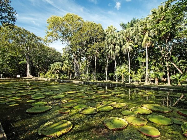SSR Botanical Garden – Pamplemousses