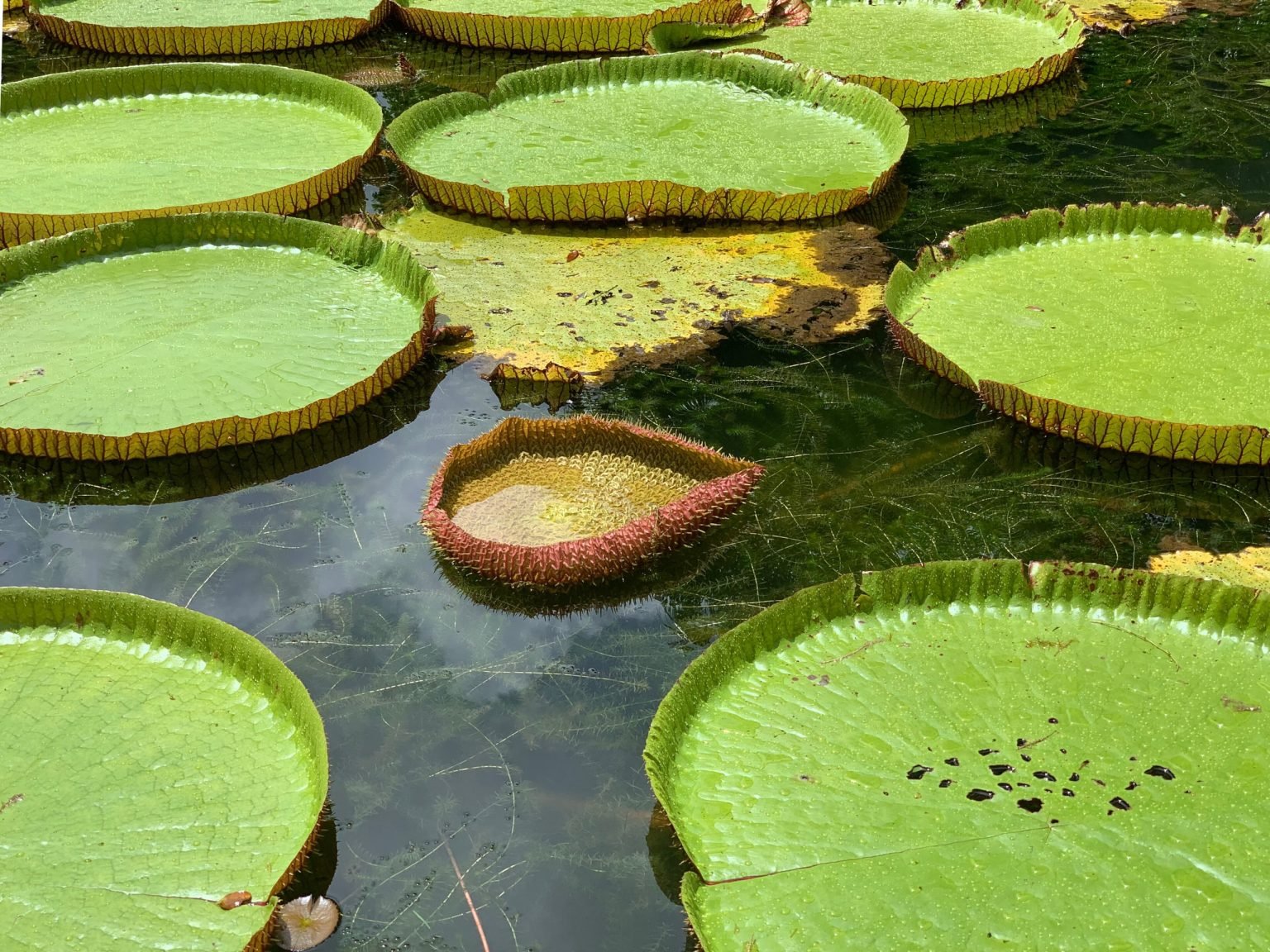SSR Botanical Garden – Pamplemousses photo 2