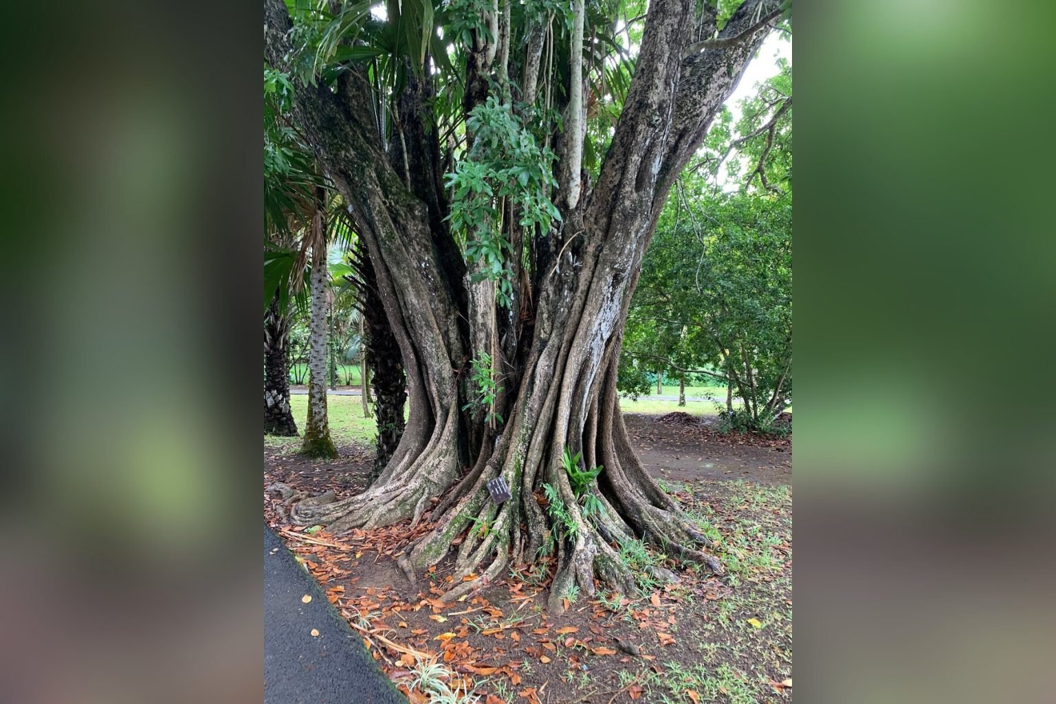SSR Botanical Garden – Pamplemousses photo 3