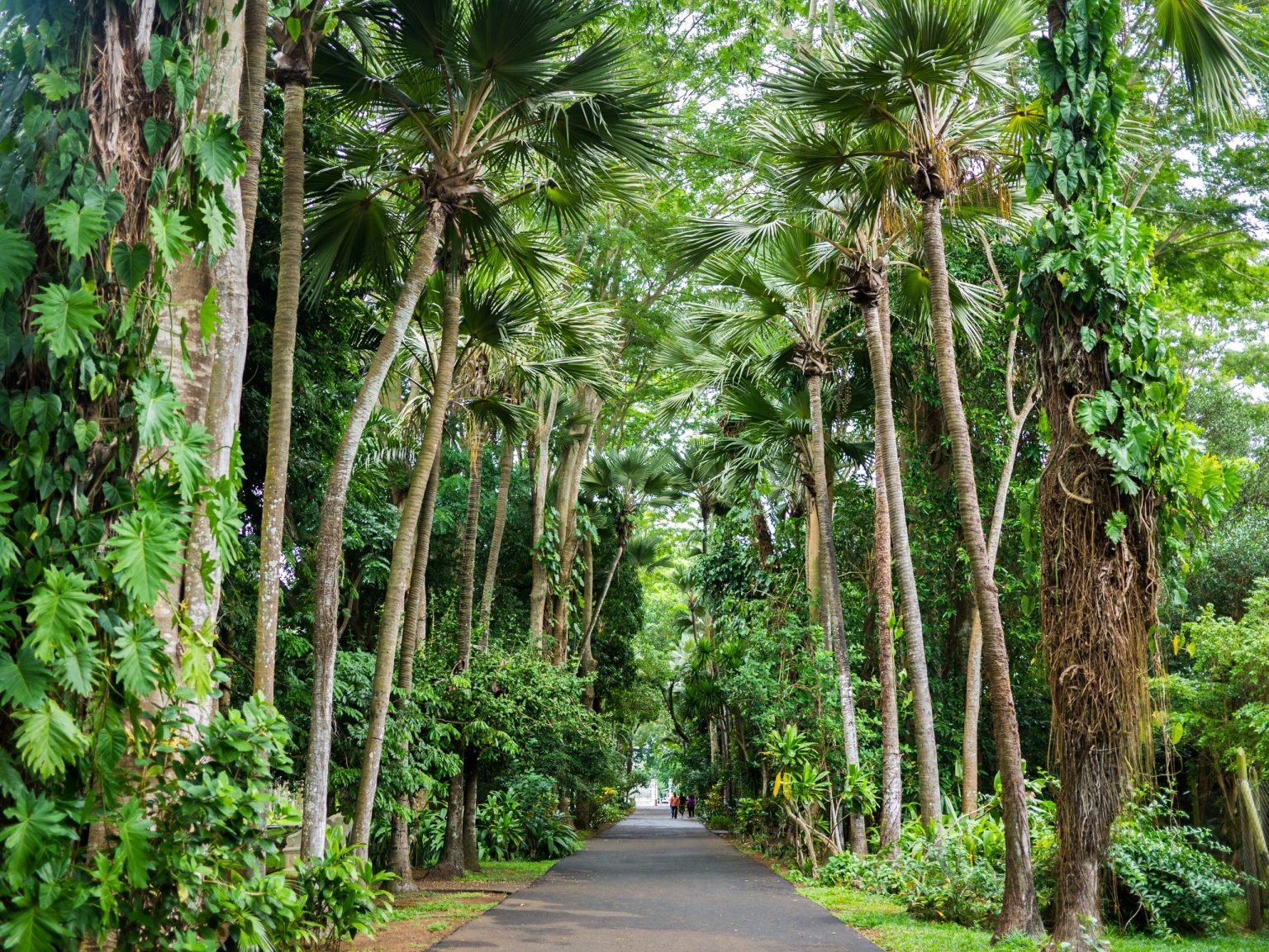 SSR Botanical Garden – Pamplemousses photo 4