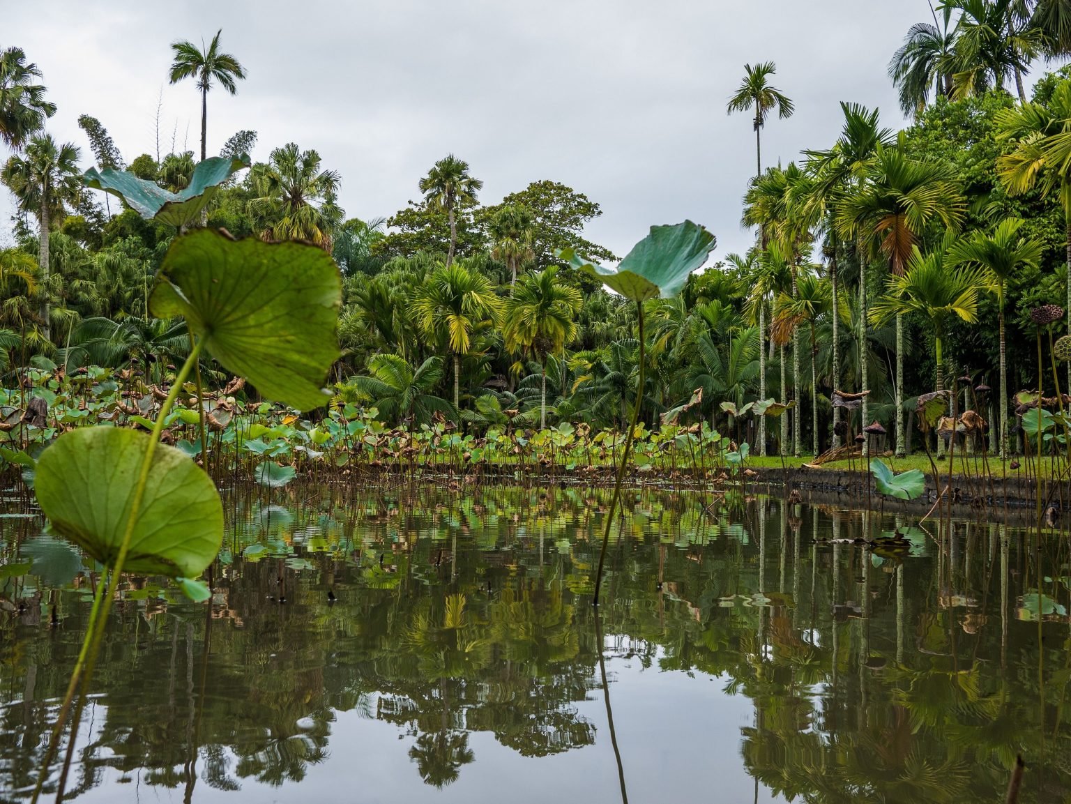 SSR Botanical Garden – Pamplemousses photo 5