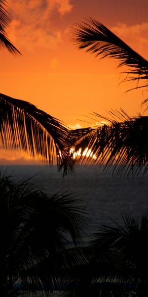 Mauritius sunset palm trees - auth pages background