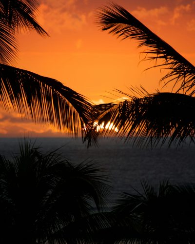 Mauritius sunset palm trees - auth pages background